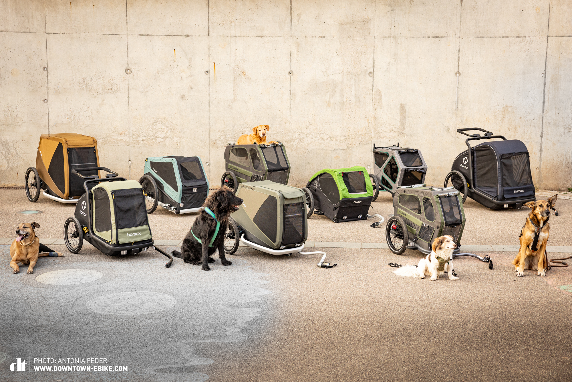 Hier sind die 9 Fahrrad-Hundeanhänger aus unserem Vergleichstest zu sehen inklusive aller Testhunde. 